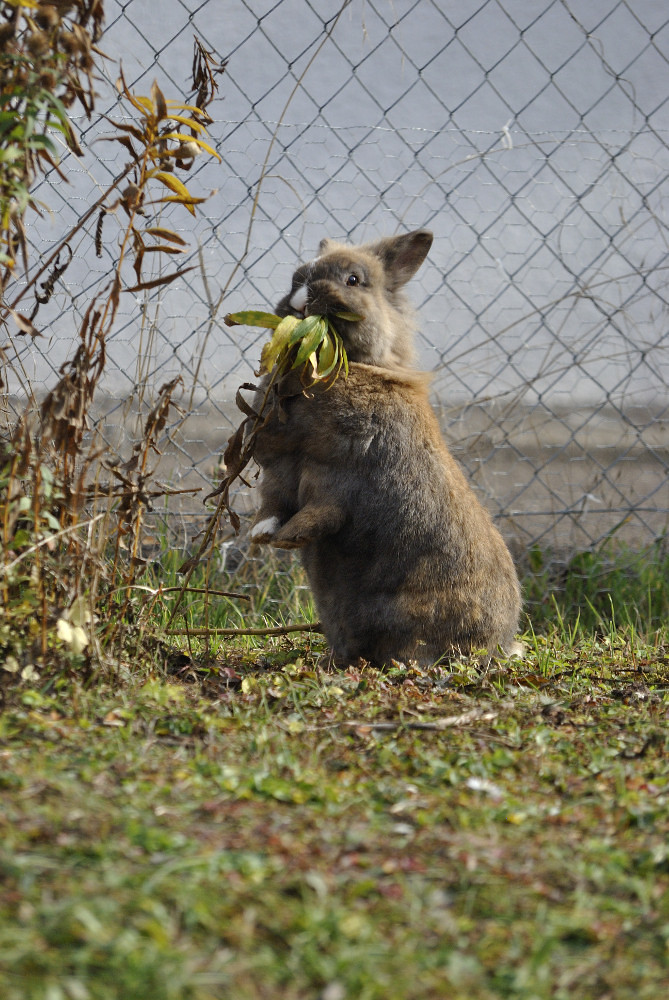 Rabbit Fall Vollblutkaninchen Flickr