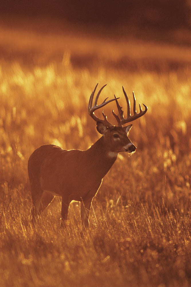 Deer Hunting Kansas Tourism Flickr