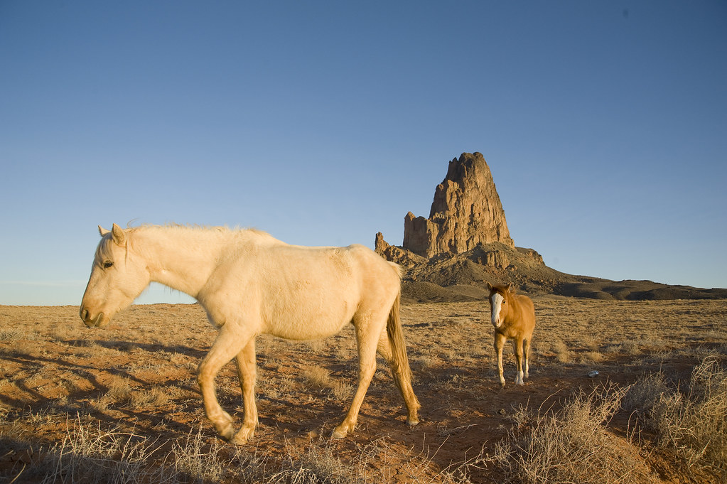 Desert Horses A wild horse and pony wander the desert nort… Flickr