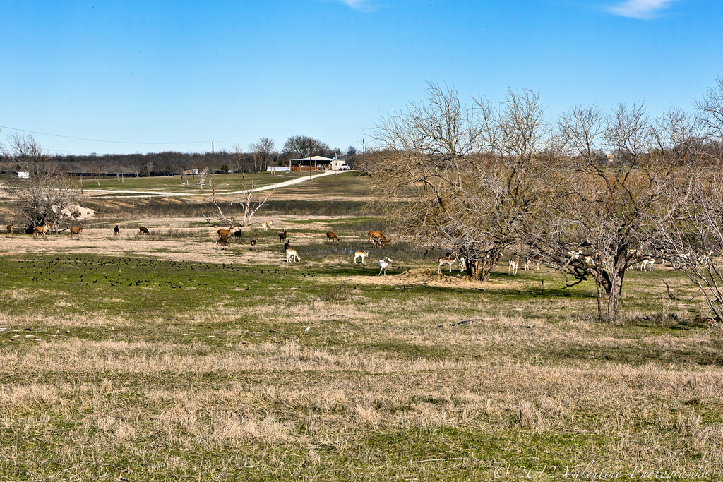 Lone Wolf Ranch near Coolidge, Texas Vintage Buildings 12… Flickr