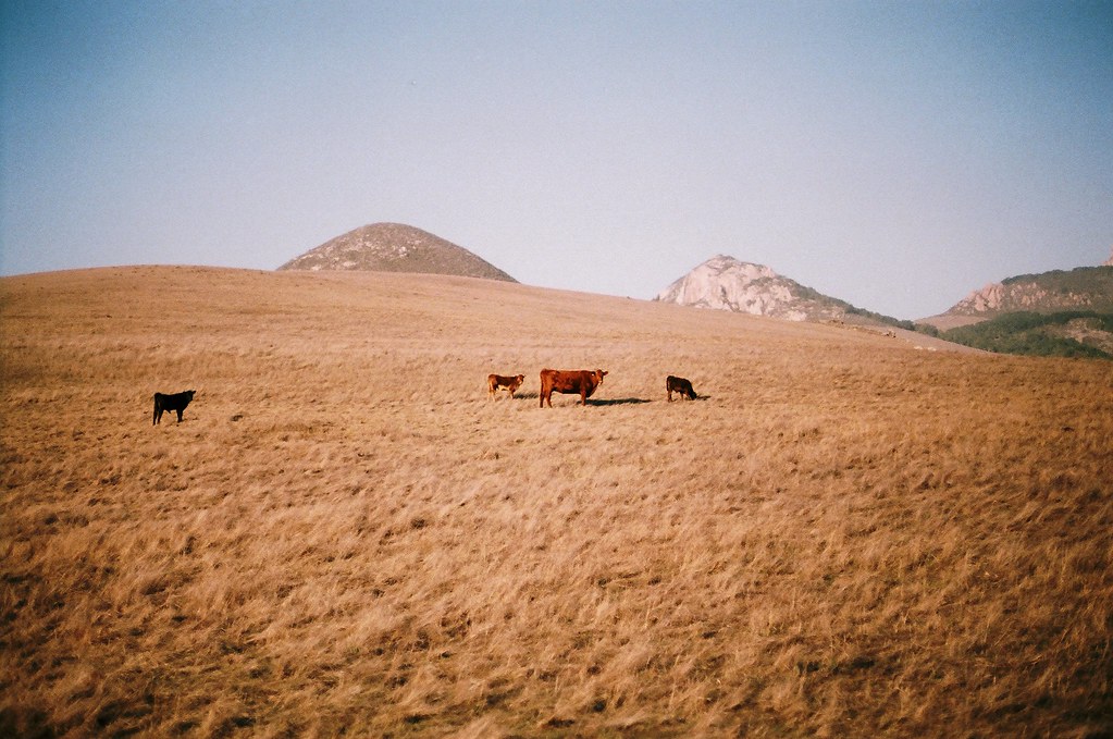 Turri Road Cows 200 ISO Walgreens Film Canon A1 50mm 1.8 … Rainier