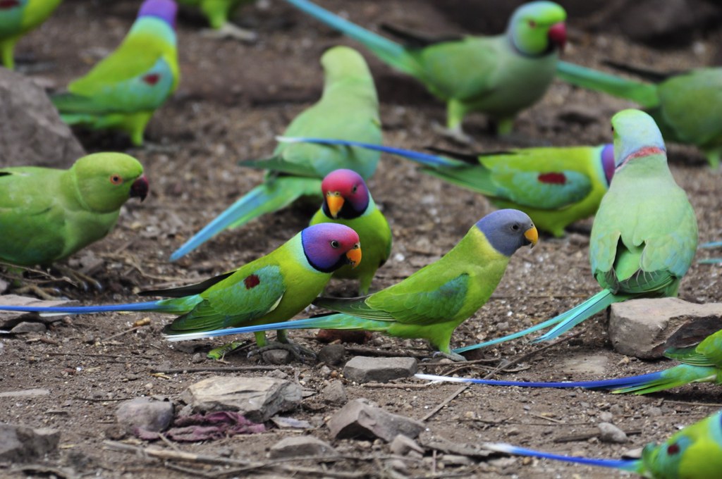 Plum Headed Parakeets a photo on Flickriver