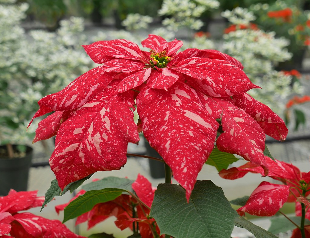 Poinsettia 'Jingle Bells' A sport of 'Eckespont C1' intro… Flickr