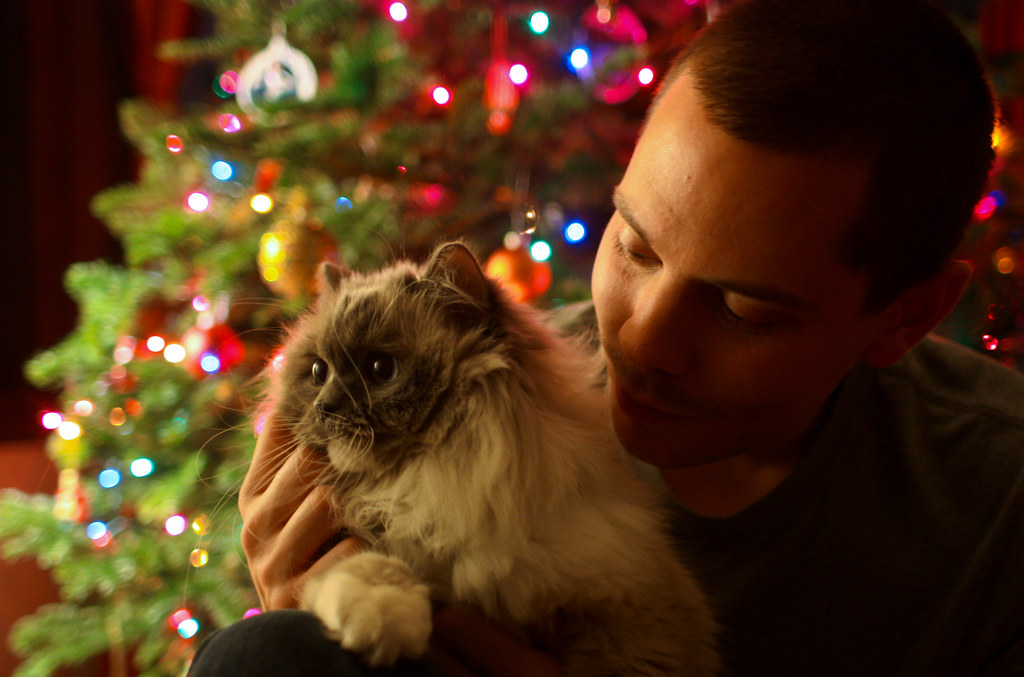 Christmas Cat Joe Parks Flickr