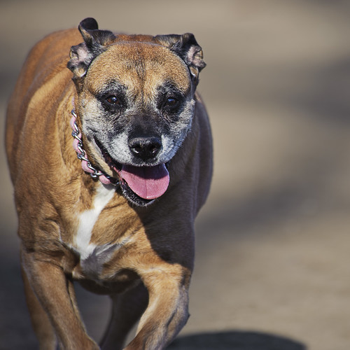 Gilly At Paw Park Arnold, MO dog park scott spaeth Flickr