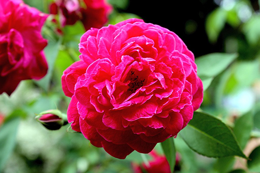 Rosa ×damascena Mom Che Puteh's Garden, Alor Setar, Kedah,… Flickr