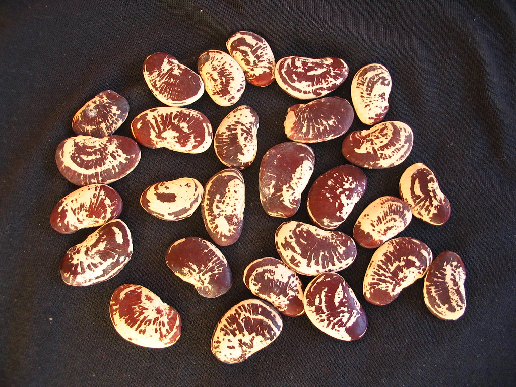 Bean Christmas Lima Aka Large Speckled Calico, aka Giant B… Flickr