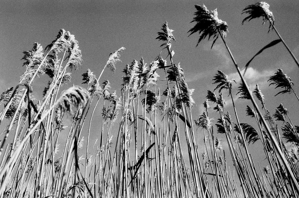 Reeds Hampton NH Hampton New Hampshire pineconemonk Flickr
