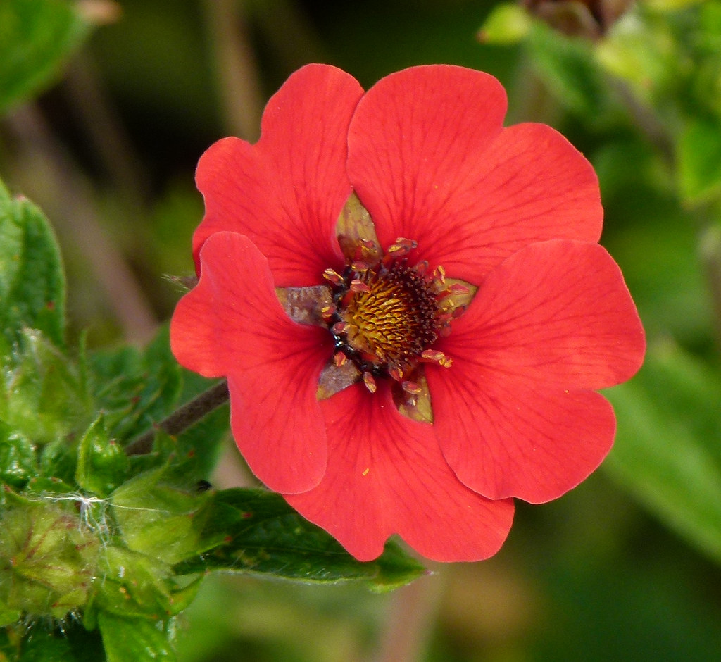 Optical illusion red flower, Kew Gardens [cropped] which w… Flickr