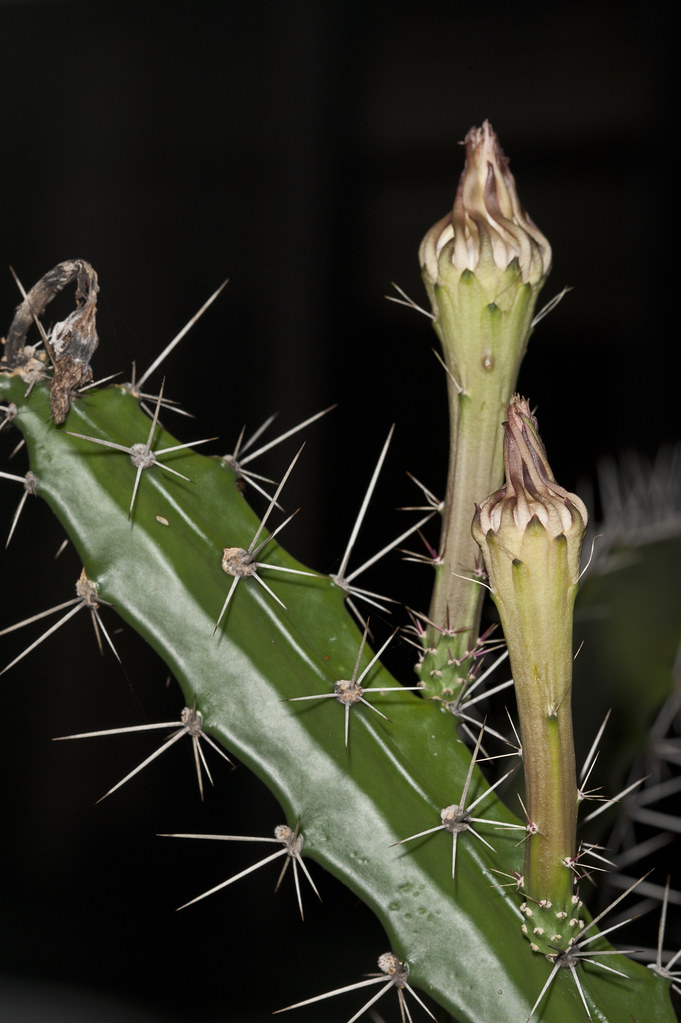Acanthocereus tetragonus (Barbed wire cactus, Dildoe cactu… Flickr