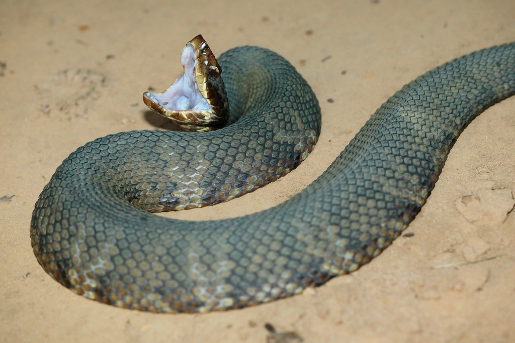 Western Cottonmouth Nevada County, Arkansas, USA This guy … Flickr