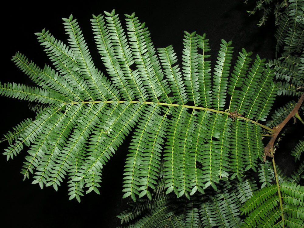 Cojoba arborea (L.) Britton & Rose Vascular Plants of the … Flickr