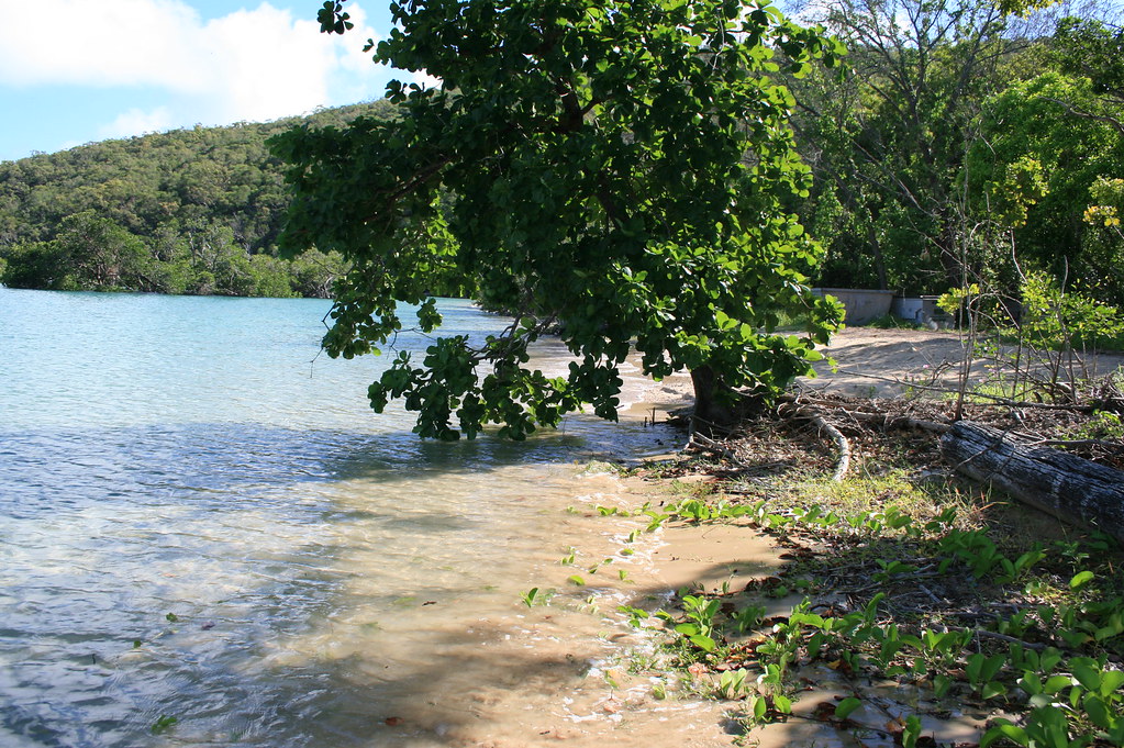 Orpheus island Research Station, Pioneer Bay. The shorelin… Flickr