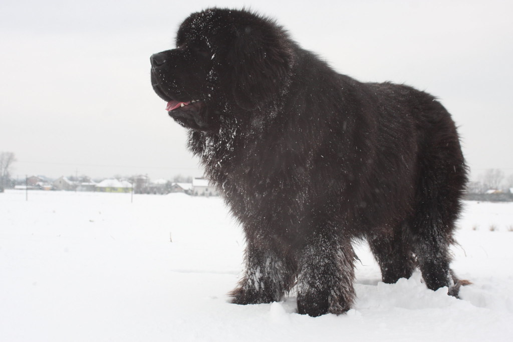 Newfoundland Dog BAZYL Alicja Flickr