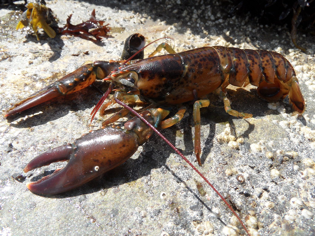 American Lobster, Homarus americanus H. MilneEdwards, 183… Flickr