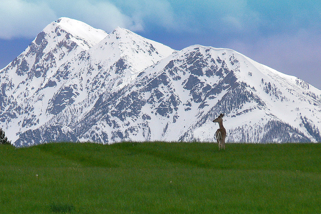 Paradise Valley Taken in Paradise Valley, MT. Howard Hecht Flickr