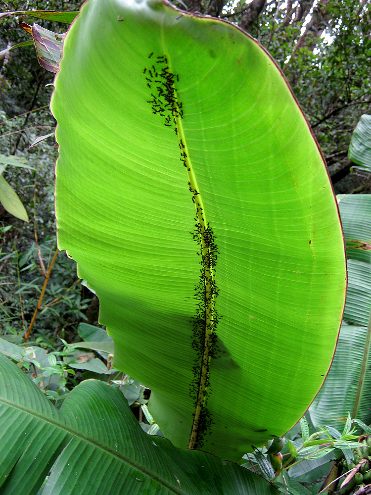 Ants on a leaf A banana leaf with lots of ants lining up t… Flickr
