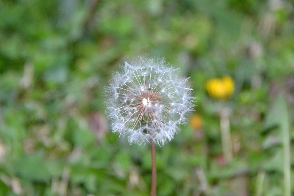 Dandelions in December Decemebr 6Th and I still have dande… Flickr