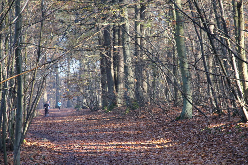 Randonnée forêt de VerrièresleBuisson Circuit à cheval s… Flickr