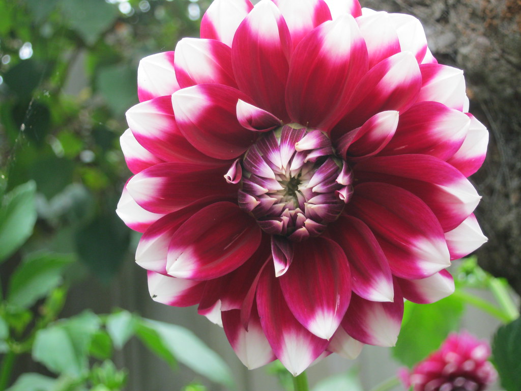 Flower, from the garden. Edithvale, Victoria Have heard th… Flickr