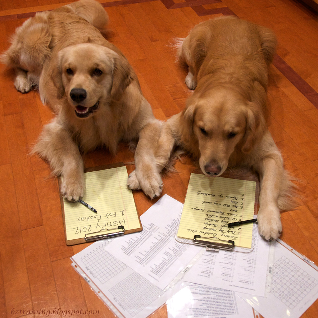 New Year's Resolutions Daily Dog Challenge "62. New