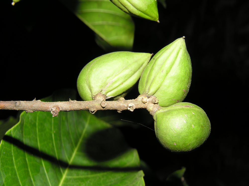 Protium sessiliflorum (Rose) Standl. Vascular Plants of th… Flickr