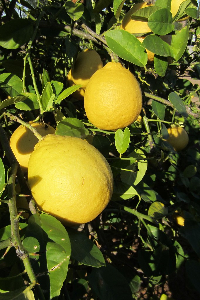 Ponderosa Lemon Hybrid Ponderosa lemon hybrid (Citrus × li… Flickr