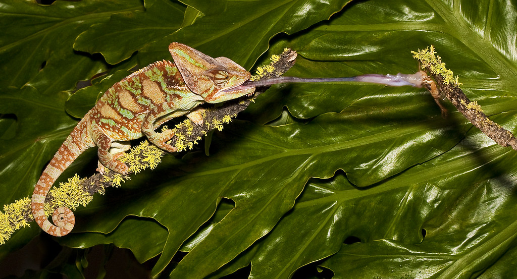 Veiled Chameleon, Chamaeleo calyptratus, captive. Shooting out it's