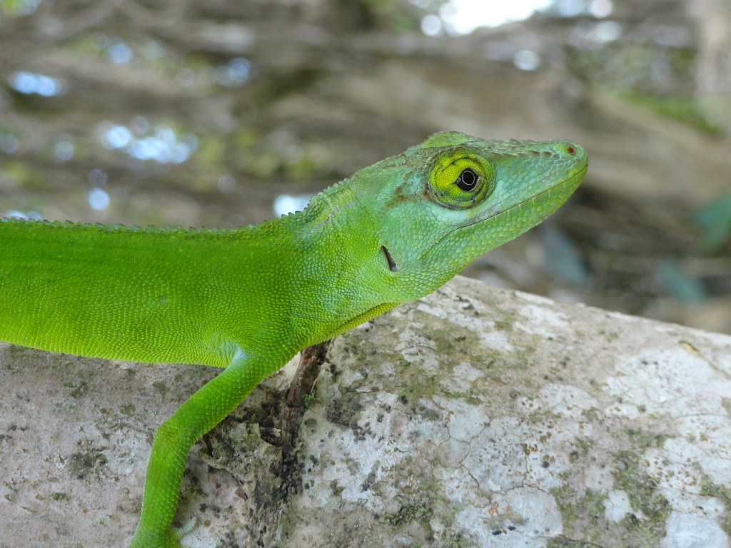 Anolis cuvieri (Puerto Rico giant lizard) female closeup Flickr