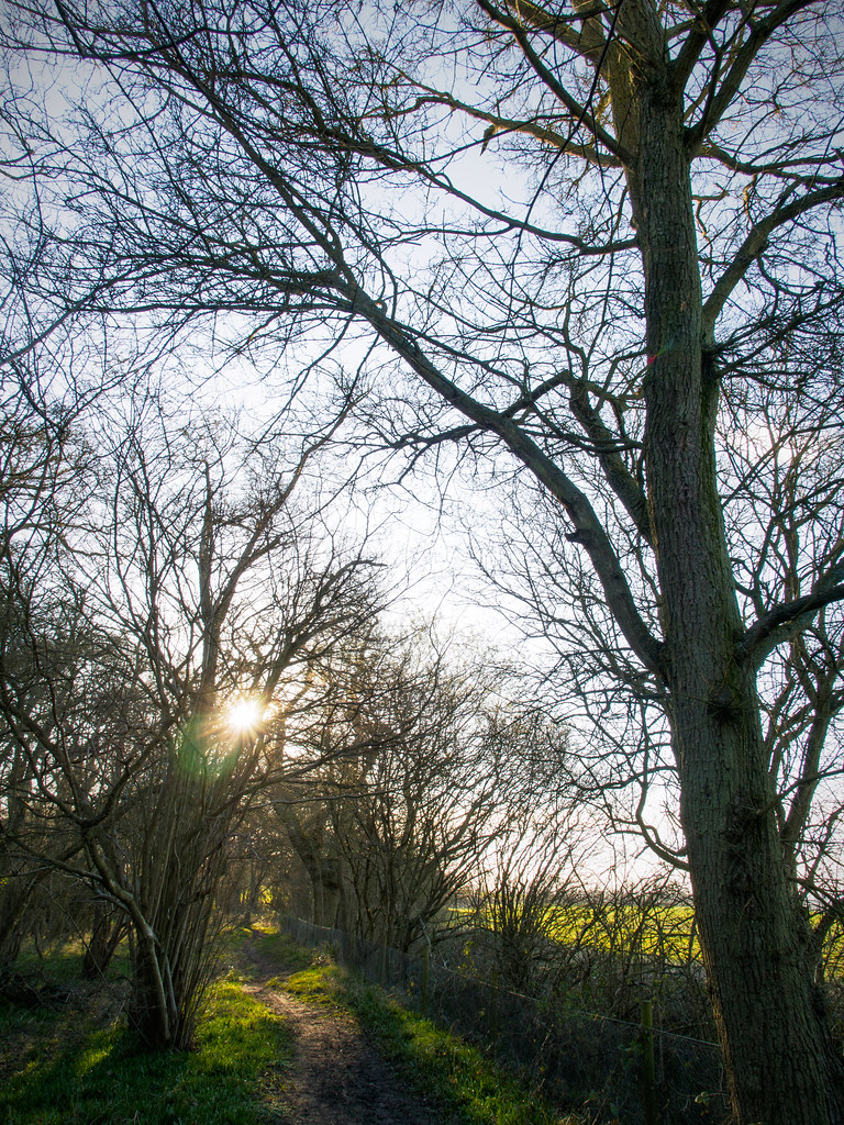 Brampton Woods Late Afternoon davepickettphotographer Flickr