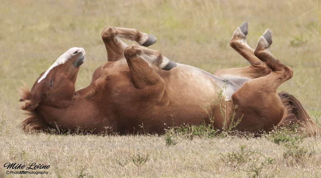 Upside Down Horse Just not that easy to scratch my back. u… Flickr