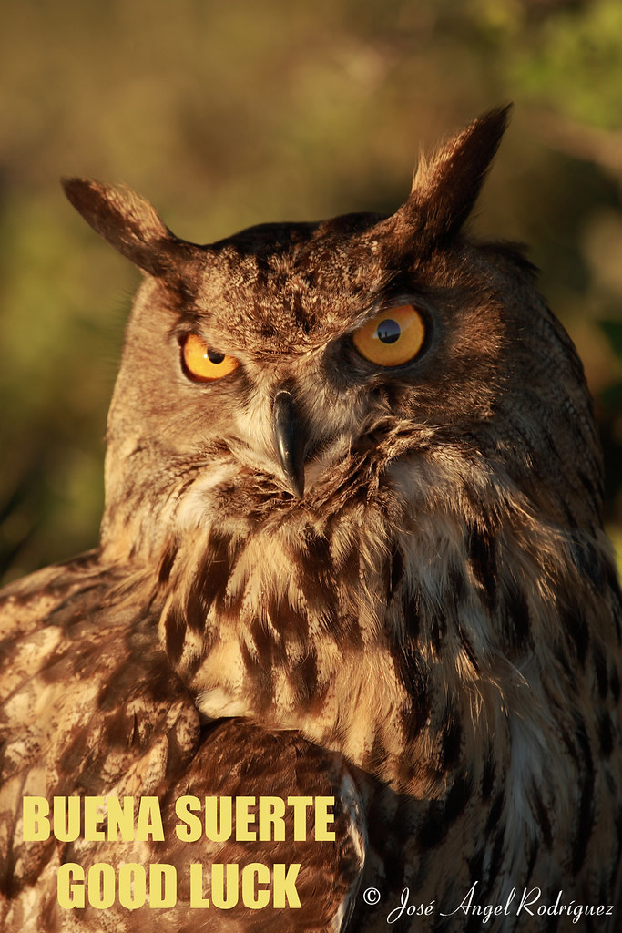 BÚHO DE LA SUERTE / OWL OF LUCK Hoy en día se ha extendido… Flickr