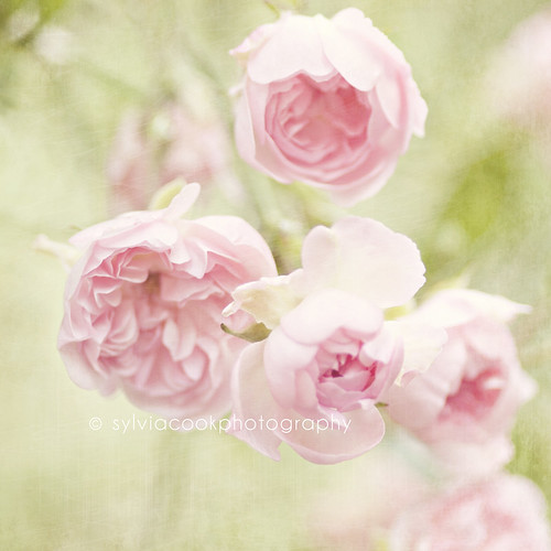 pink old fashioned roses a group of old fashioned pale pin… Flickr