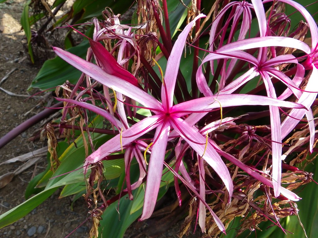 Queen Emma Spider Lily The Queen Emma spider lily has grac… Flickr