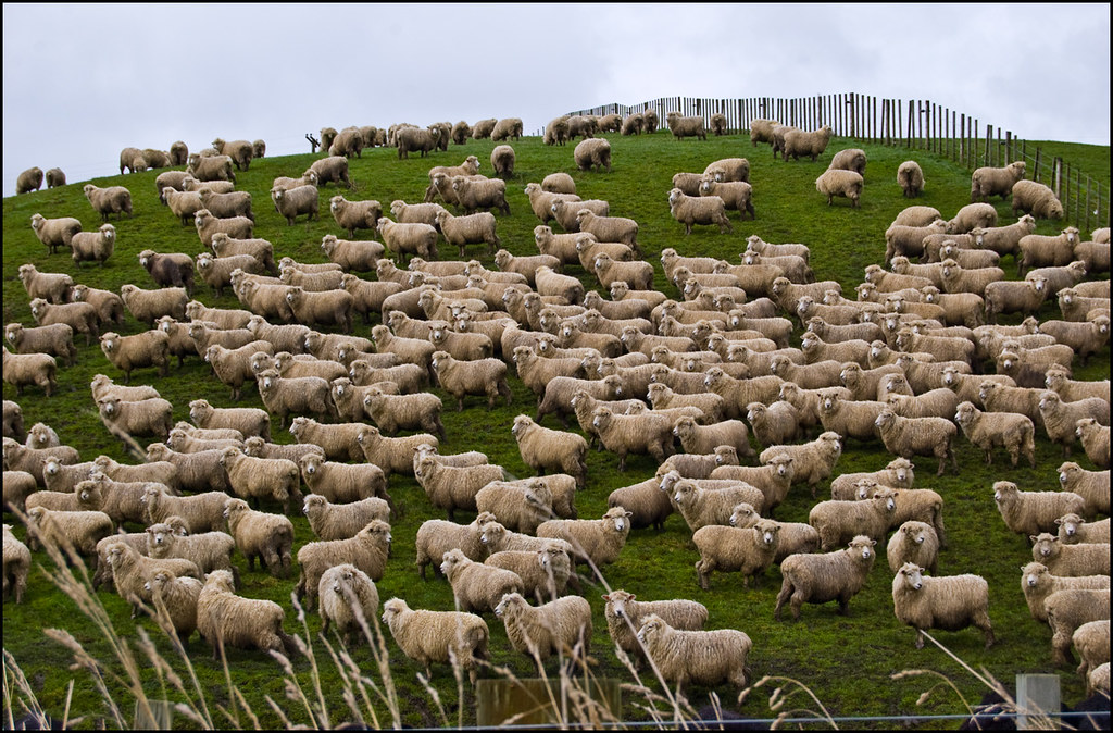 Lots of sheep along the NapierTaihape Road Michael MC33 Flickr