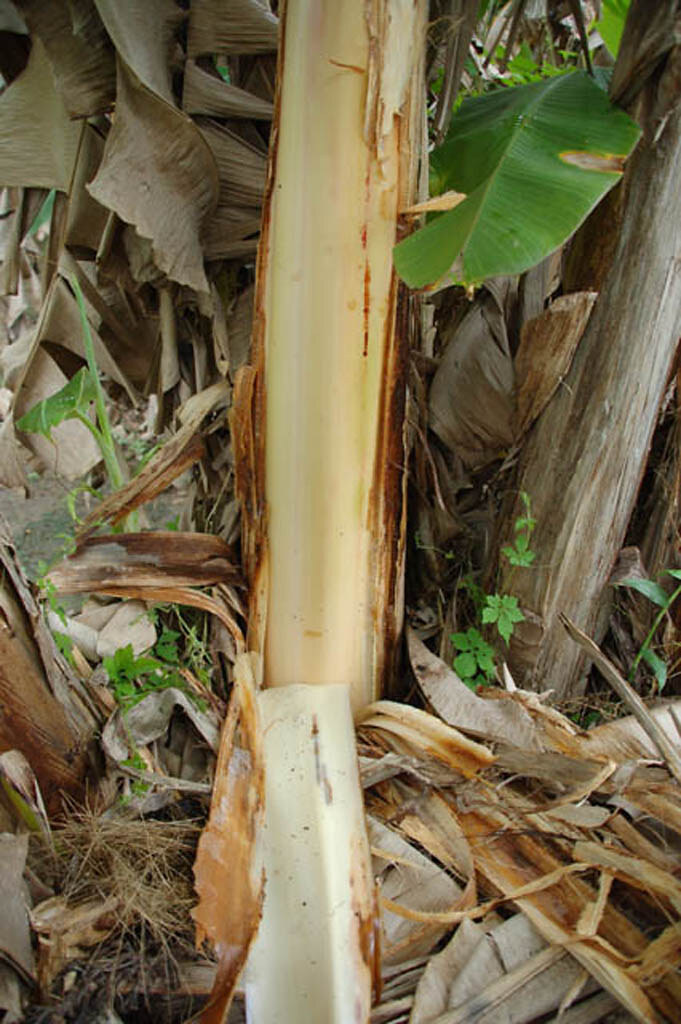 Banana stem Obino I'Ewai banana stem in banana experimenta… Flickr