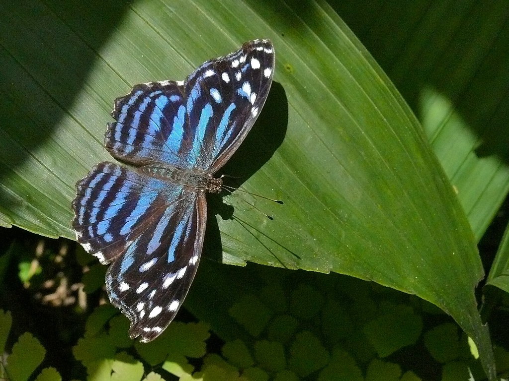 Mexican Blue Wing (Mycelia ethusa) Butterfly Farm, San Ign… Flickr