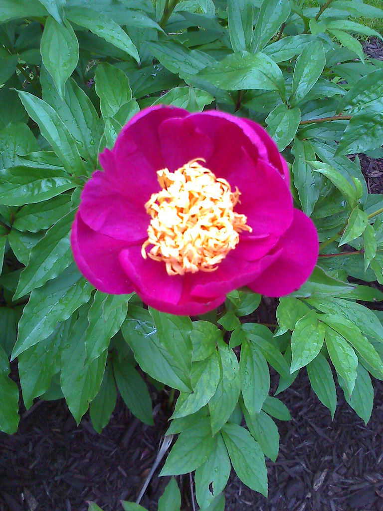 peony deep pink old fashioned flower Lil Bissing Flickr