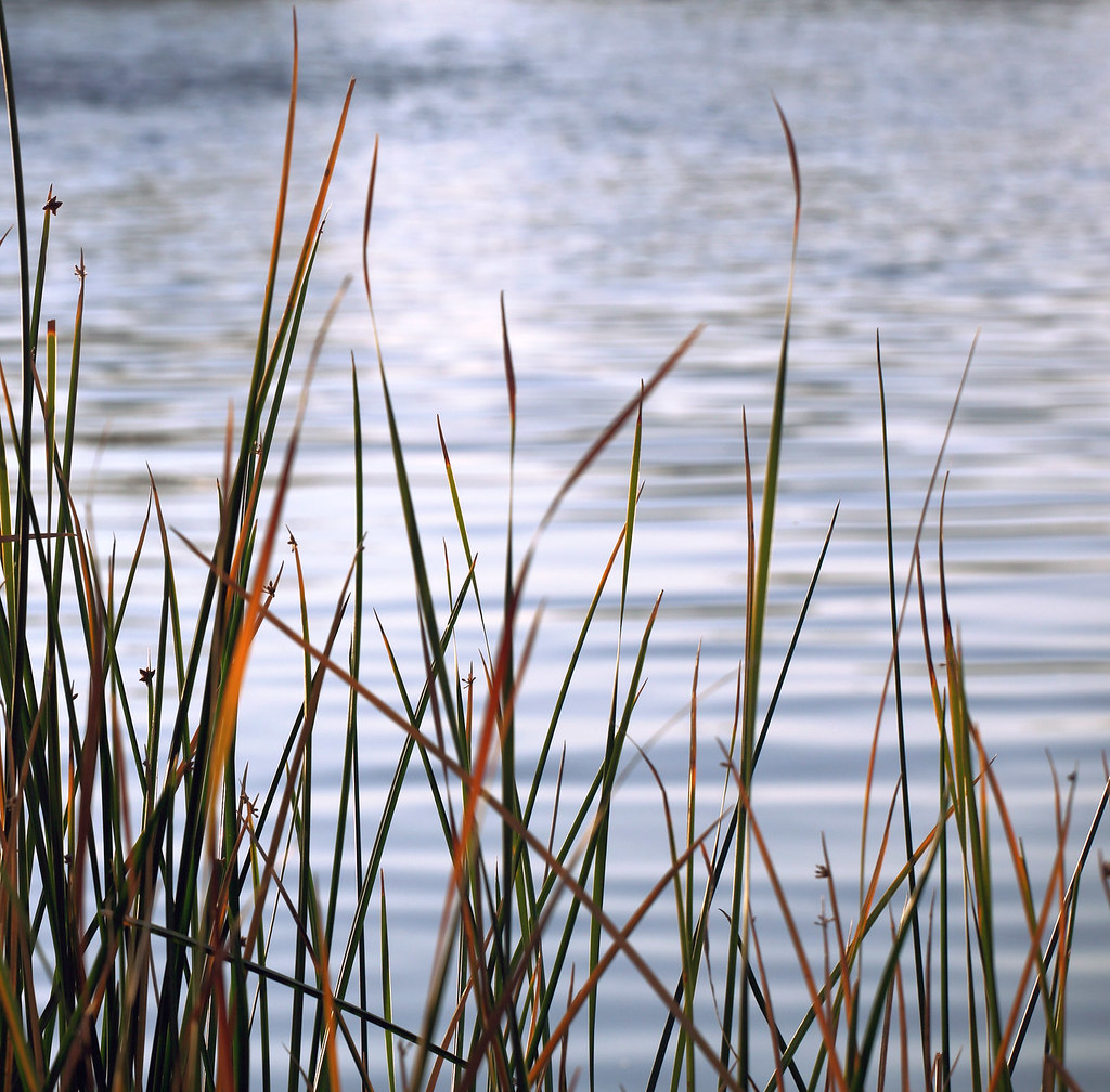 Reeds, Composition Among the many images I have shot over … Flickr