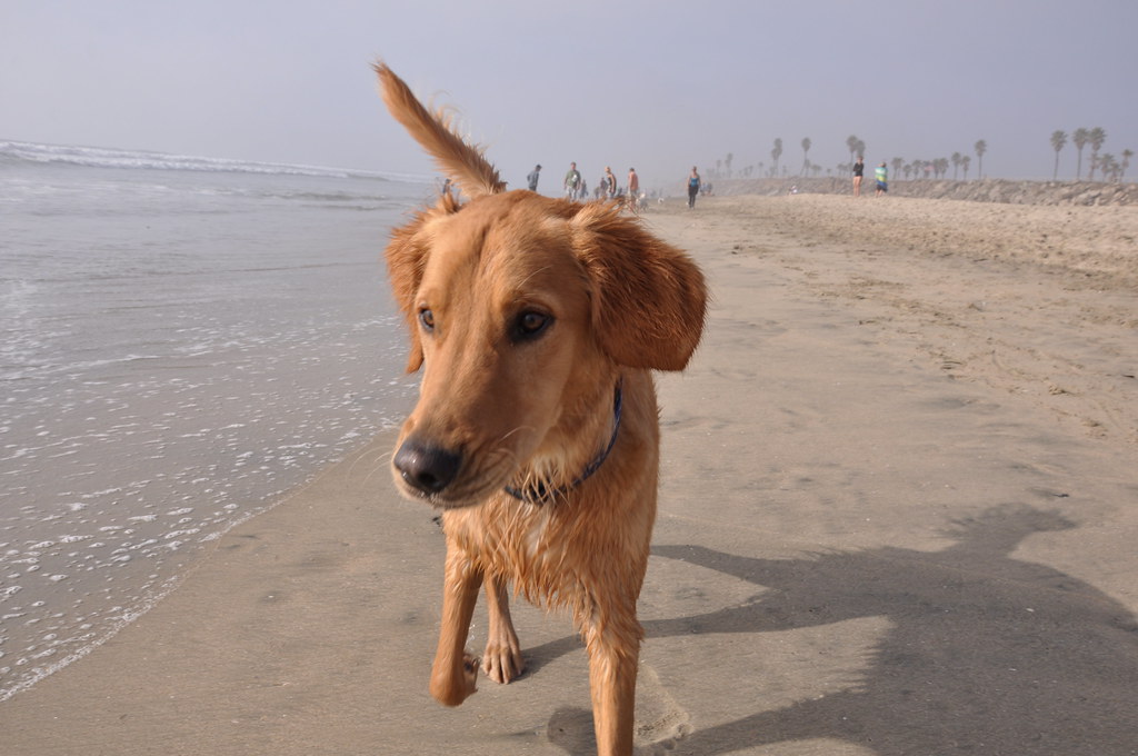 2011 12 31 Huntington Dog Beach Huntington Beach, CA 1… Flickr