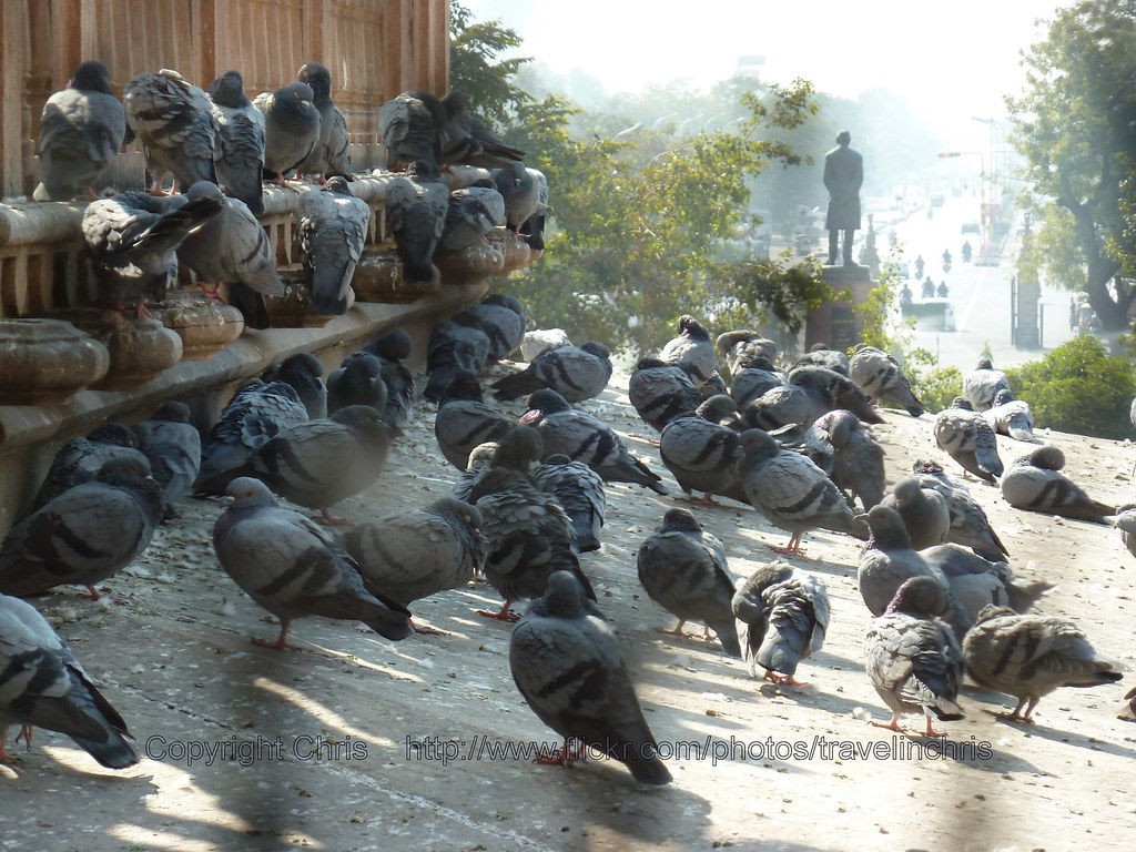 Pigeon roost!!! Chris Flickr