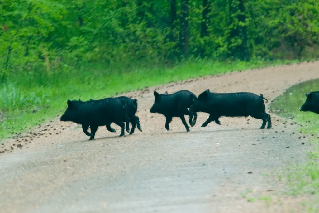 Feral Pigs Pond Creek National Wildlife Refuge, Sevier Cou… Flickr