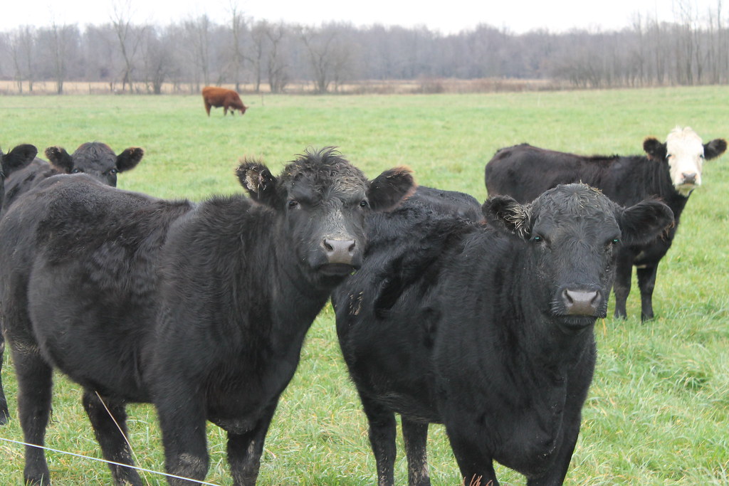 Miller Livestock Flickr