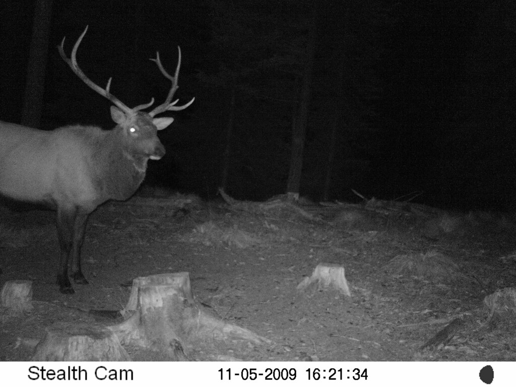 Bull Elk on Trail Cam at Moose Creek Estates www.MooseCree… Flickr