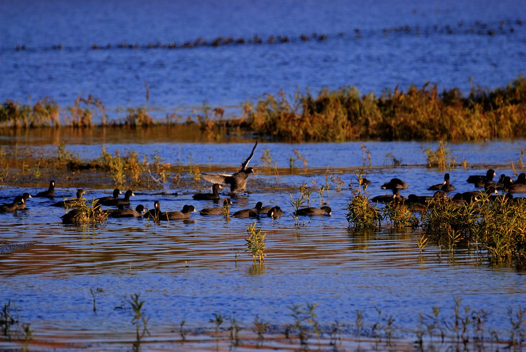 FLIGHT OVER BLUE ROB HARTLEY Flickr