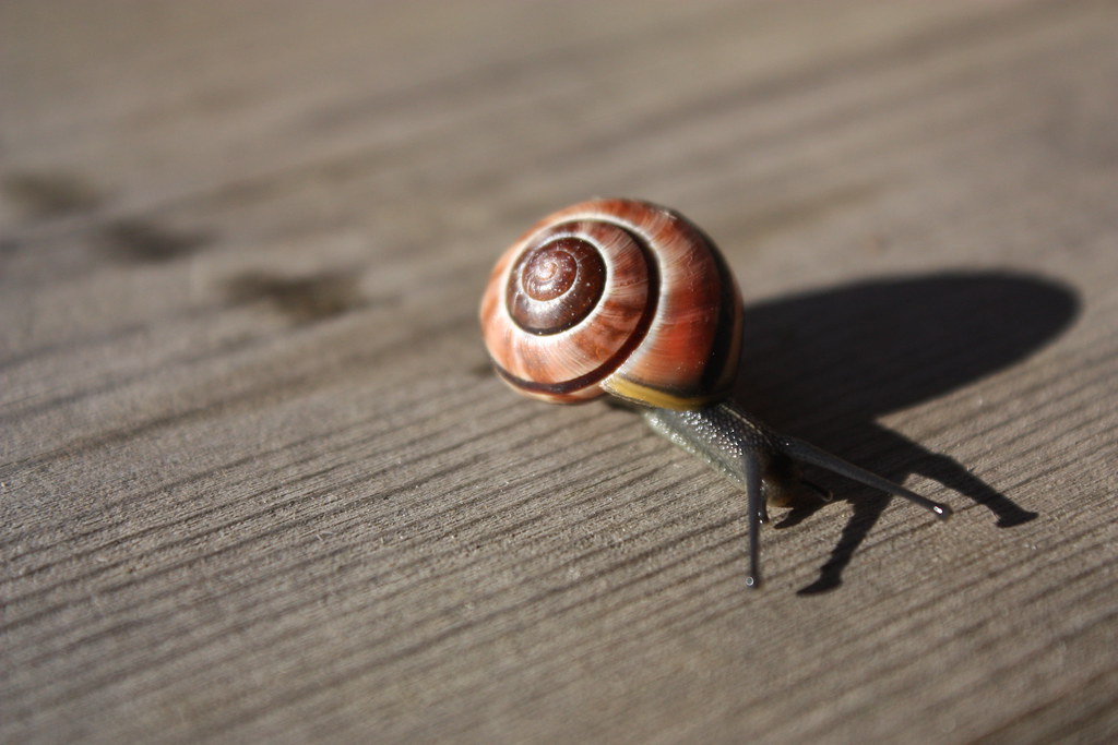 Snail's pace Taken in October, 2011 Surrey, B.C. Pam DeJong Flickr