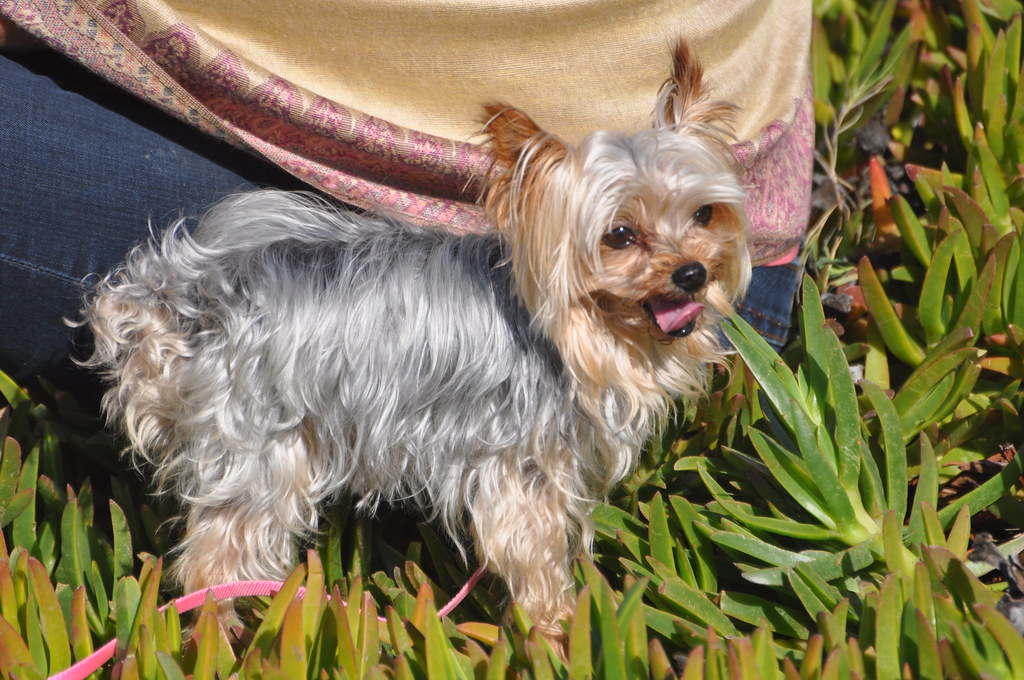 Sasha the Dog Sasha the Dog at the Cove in La Jolla Pamela
