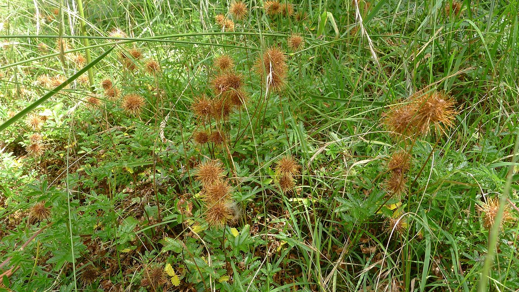 Burr city Waiting to ambush the unwary. Bidgeewidgee, Aca… Flickr