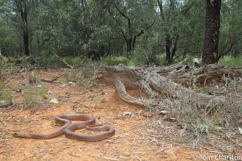 Mulga snake, Pseudechis australis Mulga snake, Pseudechis … Flickr