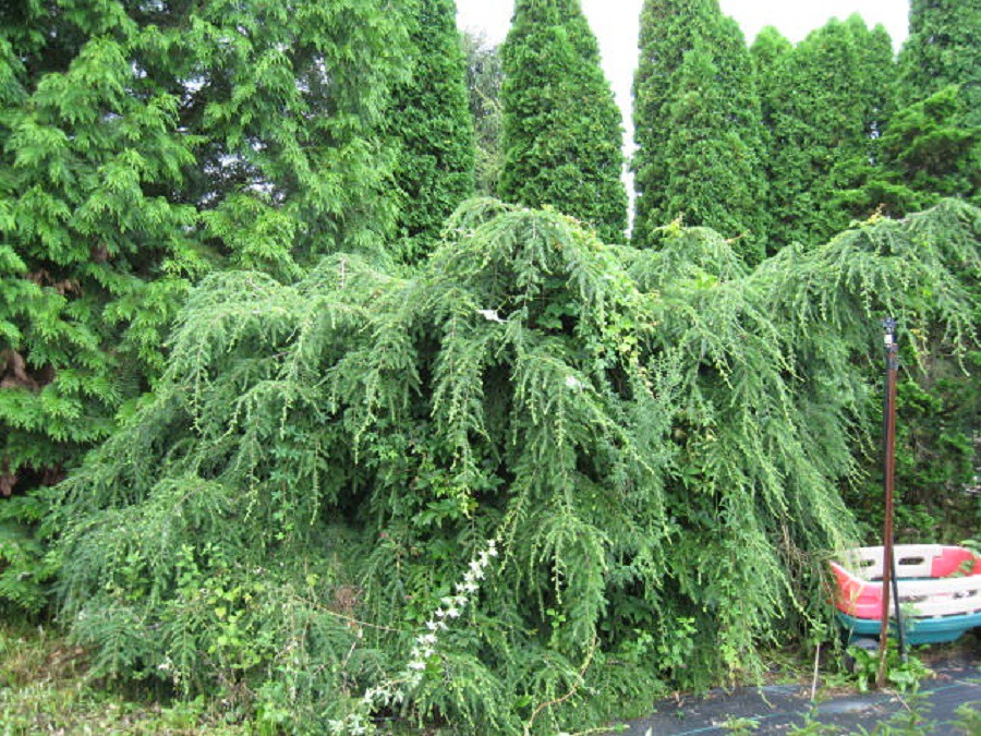 Tsuga canadensis 'Pendula' Weeping Hemlock Zone 48 Heig… Flickr